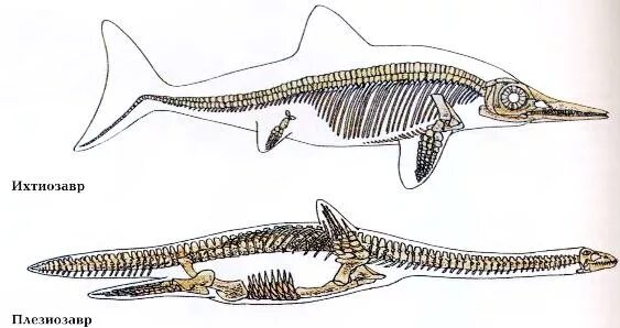 Ихтиозавры вторичноводные. Ихтиозавр и Плезиозавр. Ихтиозавр и Плиозавр. Скелет ихтиозавра. Скелет плиозавра.