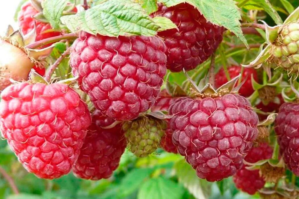 Полана polana малина. Малина ремонтантная карамелька. Ремонтантные сорта малины. Малина ремонтантная носорог. Малина ремонтантная низкорослая.