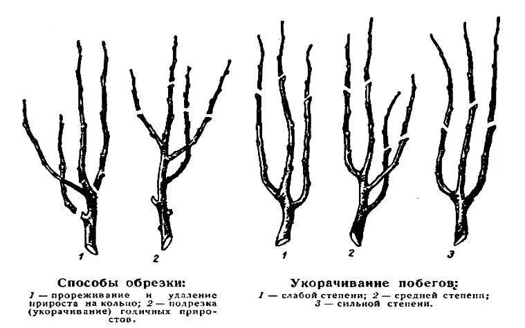 Обрезка яблонь осенью схема. Схема обрезки яблони весной. Схема обрезки яблони летом. Обрезка яблони весной схема. Обрезка запущенной яблони