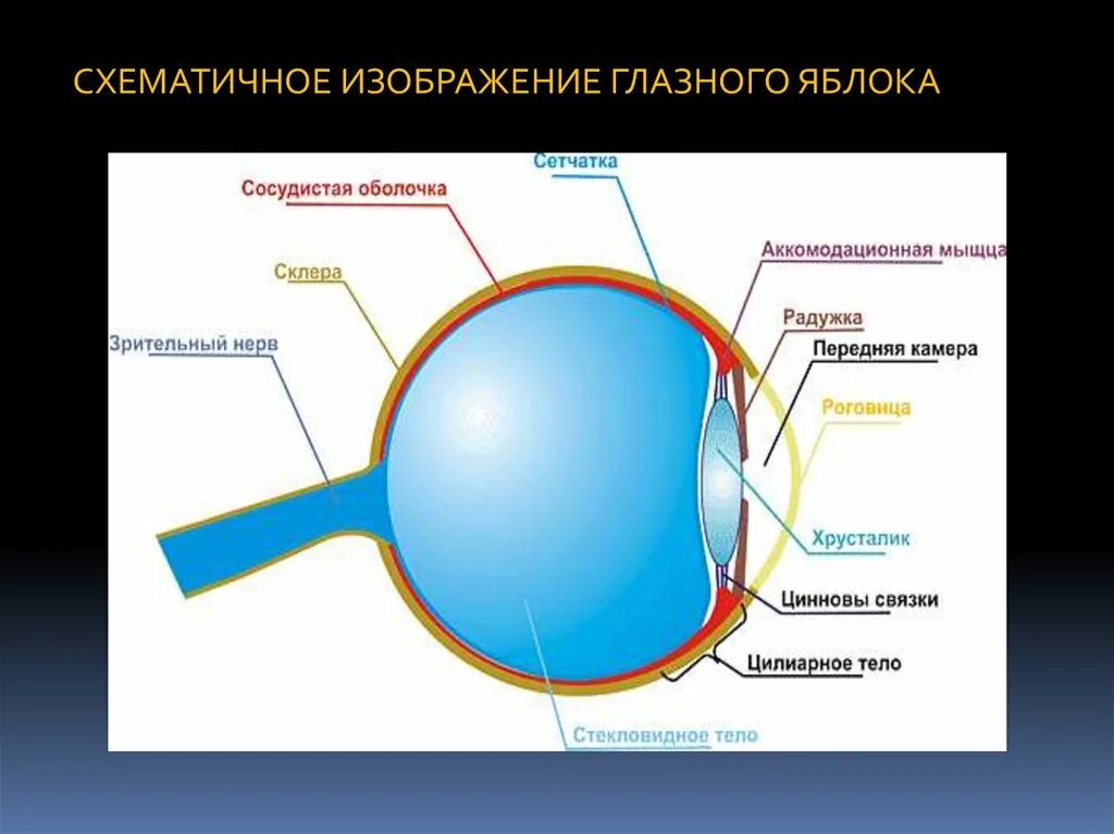 Изображение глазного яблока. Глазное яблоко схематично. Оболочки глазного яблока.