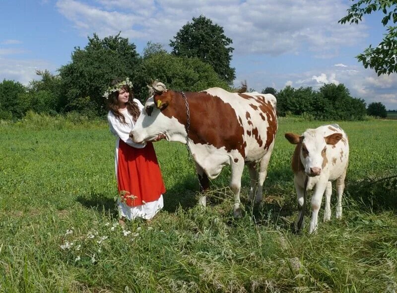 Песня доярочка. Коровы в деревне. Девушка и корова в деревне. Доярка с коровой. Русская корова.