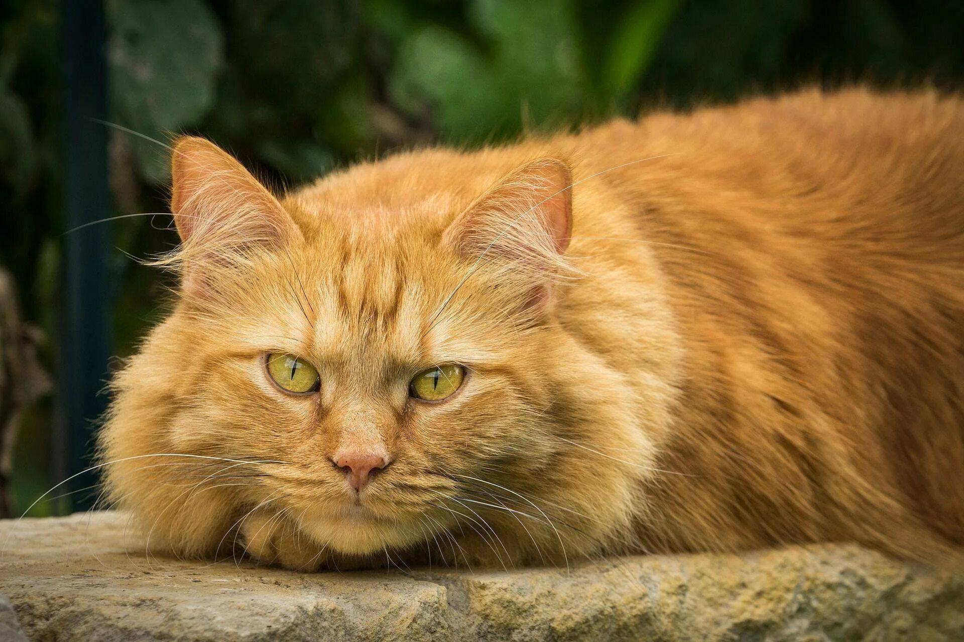 Цвет рыжего кота