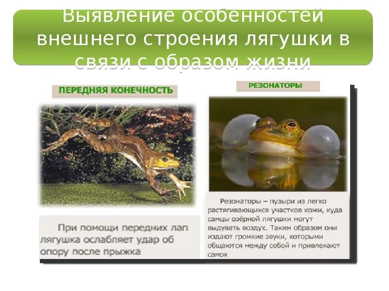 Что является окружающей средой для лягушки 3. Особенности строения лягушки. прудовая лягушка внешнее строение. резонаторы у земноводных. образ жизни земноводных.