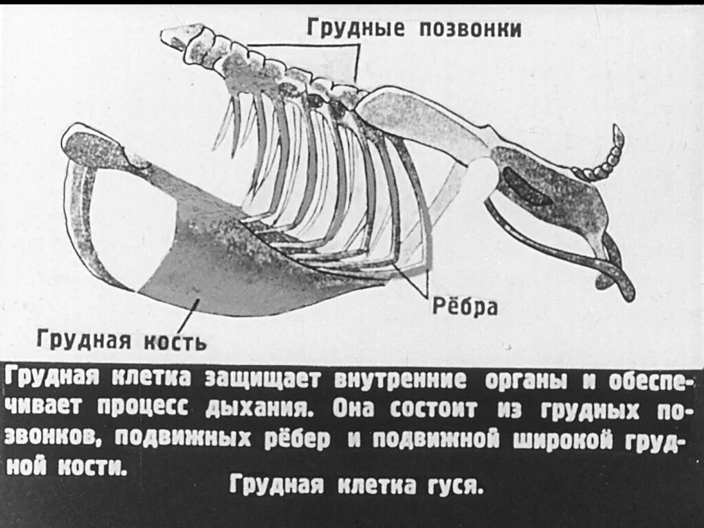 Грудной отдел позвоночника птицы