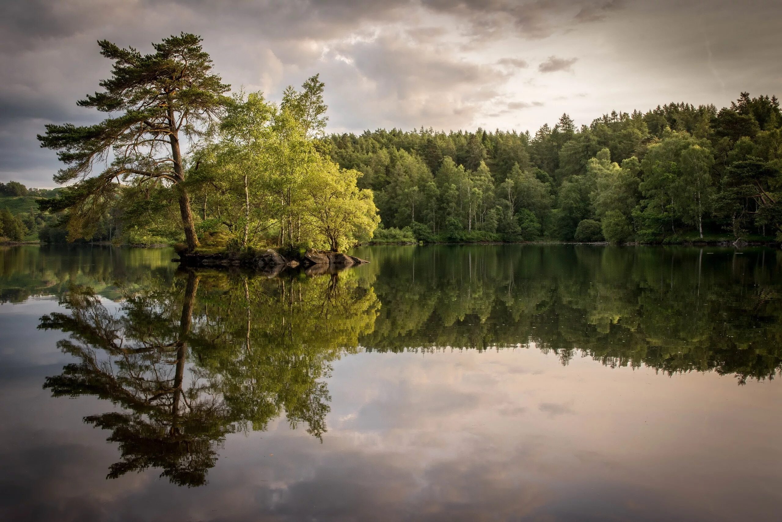 Trees lake