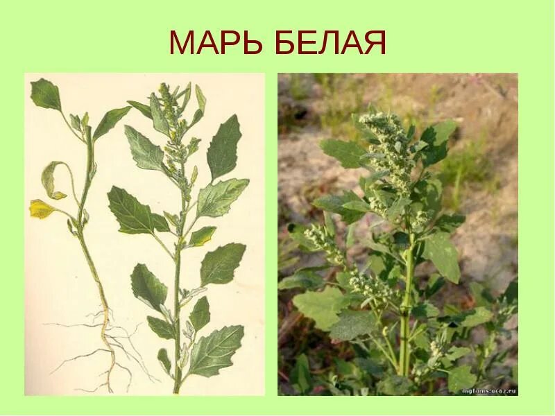 Жизнь марь. Марь белая сорняк. сорняк семена марь белая. марь семейство маревые. однолетние крестоцветные сорняки.