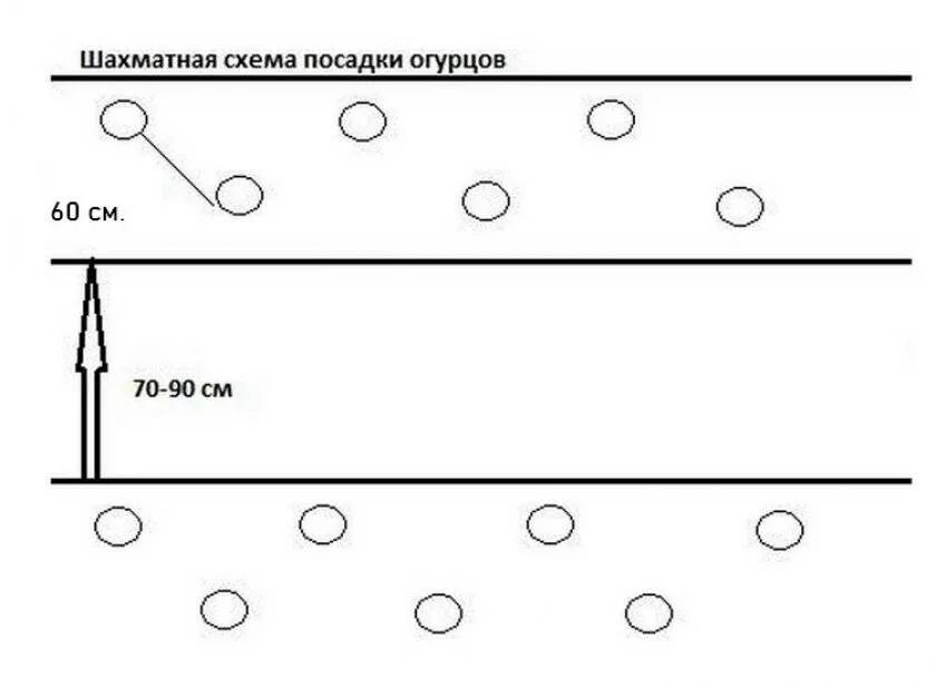 Посадка огурца в теплице расстояние. Схема высадки огурцов в открытый грунт. Схема посадки огурцов в теплице 3х5. Схема посадки рассады огурцы в теплице. Схема посадки огурцов в закрытом грунте.