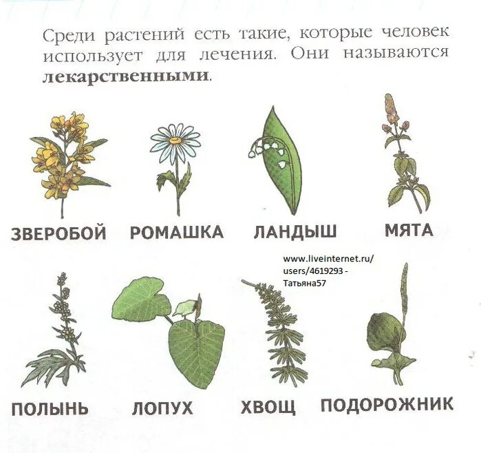 Какое растение все знает ответ