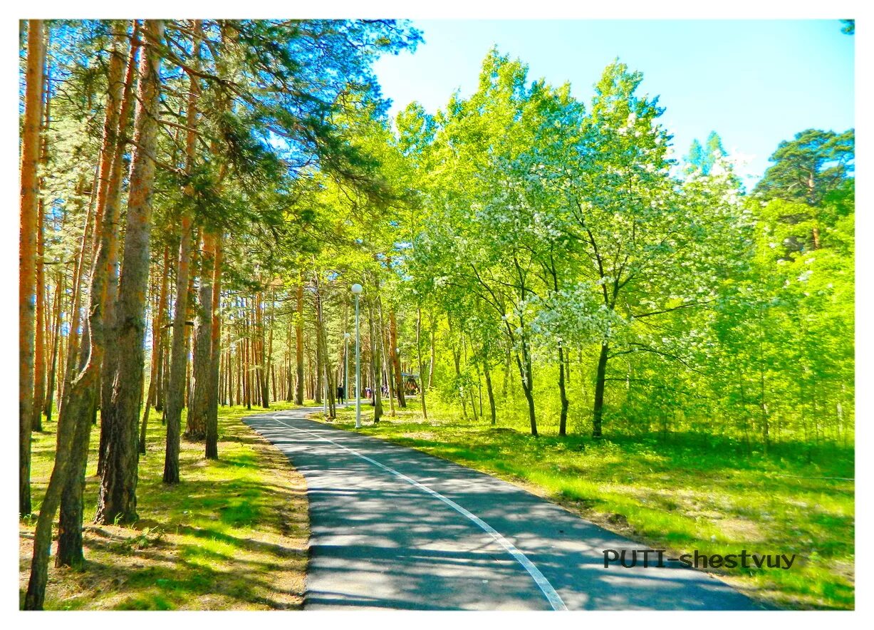 гилевская роща тюмень лето. гилёвская роща тюмень летом. гилевская роща тюмень зима. проект гилевская роща город тюмень. гилевская роща тюмень.