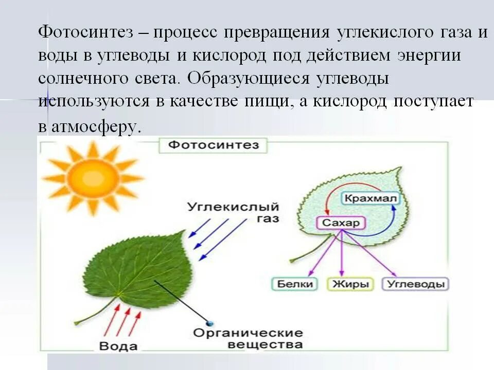 Как называется процесс поглощения углекислого. Кислород фотосинтез. процесс фотосинтеза. углекислый газ фотосинтез. схема фотосинтеза у растений.