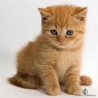 Пермьдік жезөкшелерді таңдауға болады (фото)