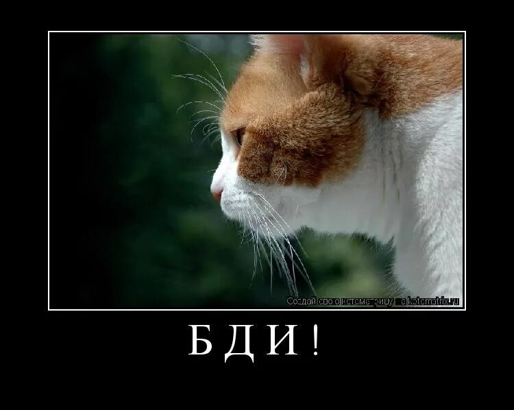 плакат бди. смешная обезьяна с гранатой. замполит плакат. бдить это. картинки прикольные бжу.