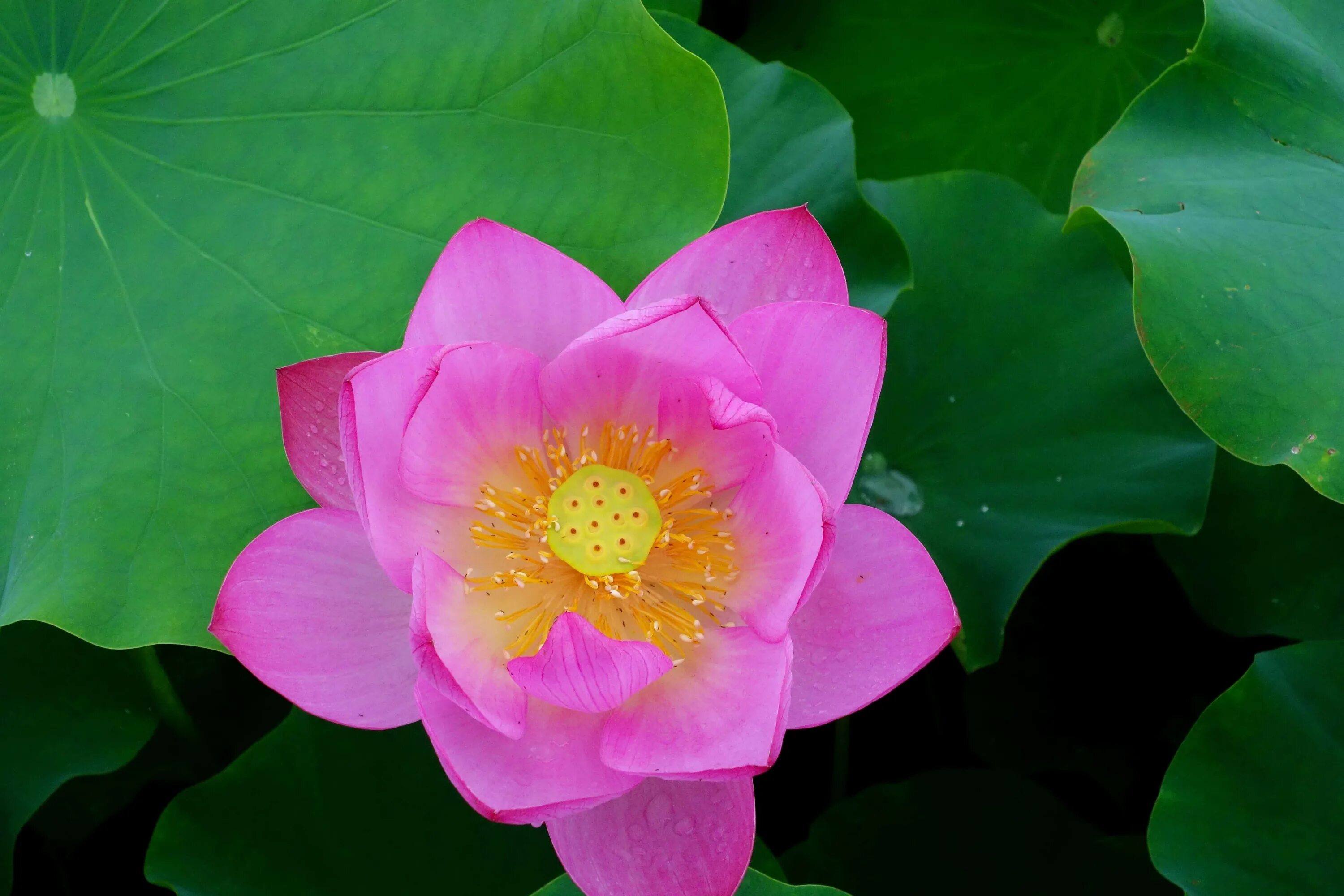 Цветы пл. Цветок Лотус. Лилия Lotus Queen (лотосовый гибрид).