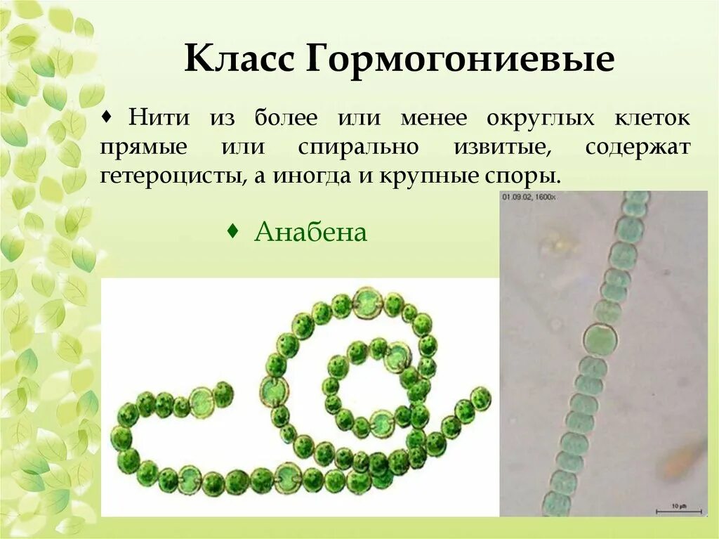 Анабена