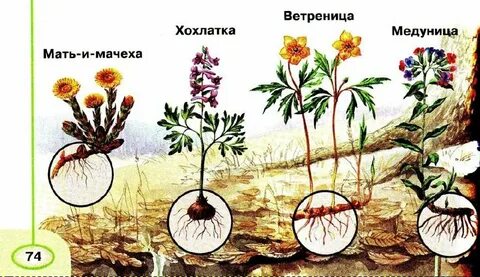 Весеннее пробуждение растений 2 класс окружающий мир