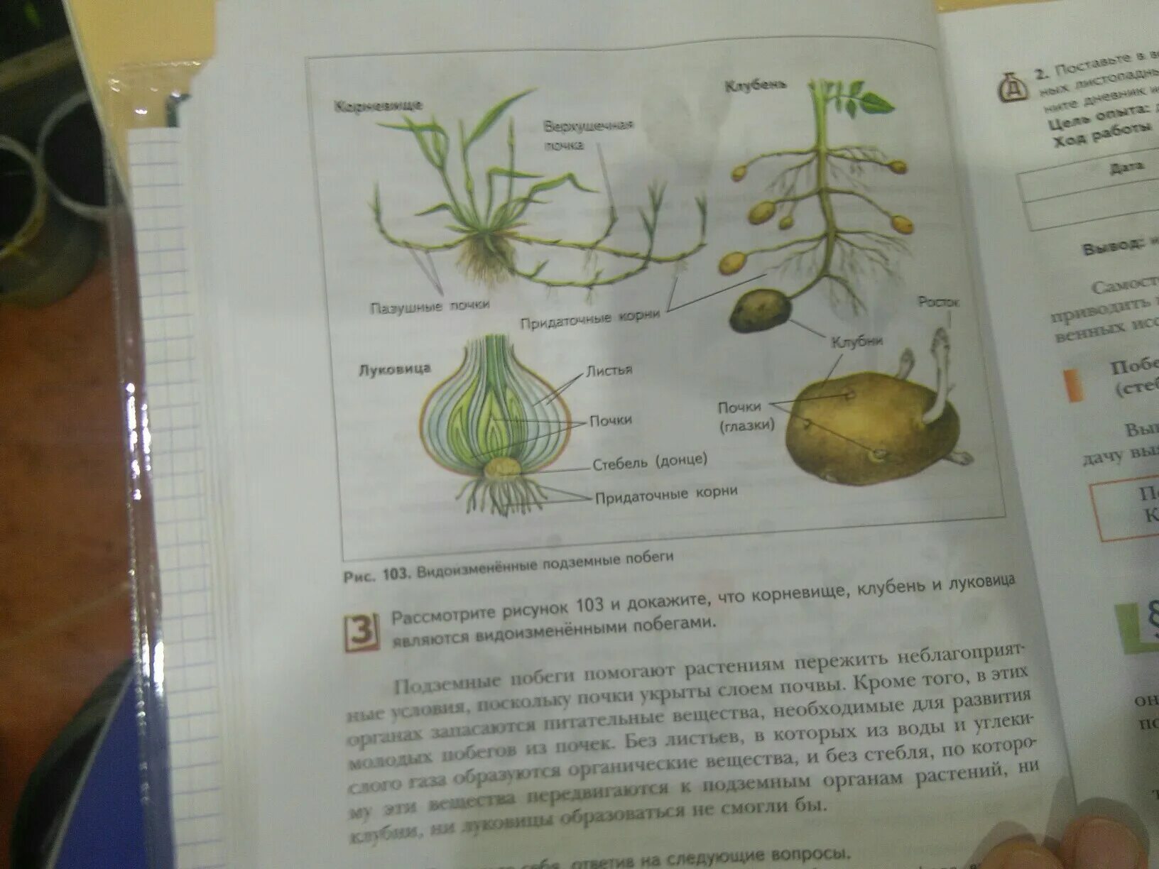 Клубни корневища луковицы лабораторная работа. Строение клубня и луковицы. Лабораторная работа строение корневища. Лабораторная работа клубень. Строение клубня и корневища.