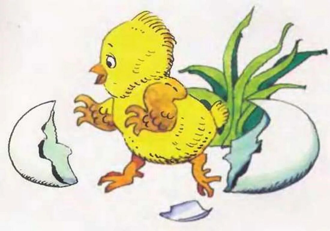 Г балла желтячок рассказ. Иллюстрации к сказке Чуковского цыпленок. Г балл желтячок текст с иллюстрациями. К Чуковский цыпленок с иллюстрациями. Как цыплята маму искали