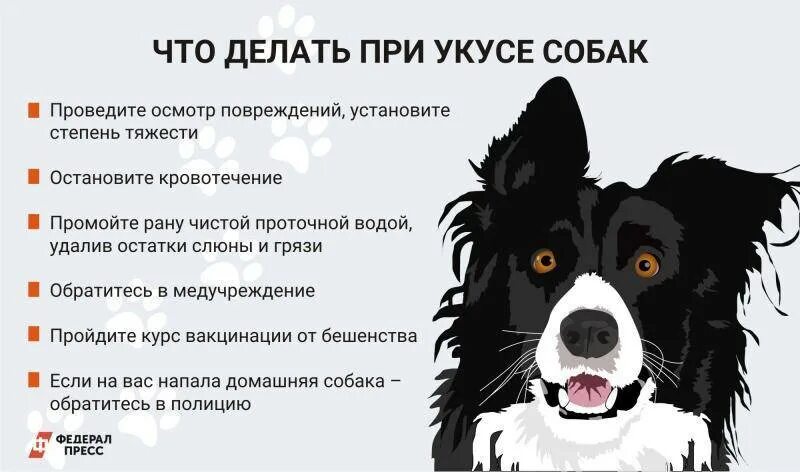 После укуса собаки через сколько. Что сделаиьпри укосе србаки. Что делать при укусе собаки. Памятка что делать если укусила собака. Памятка поведения при встрече с бездомными собаками.