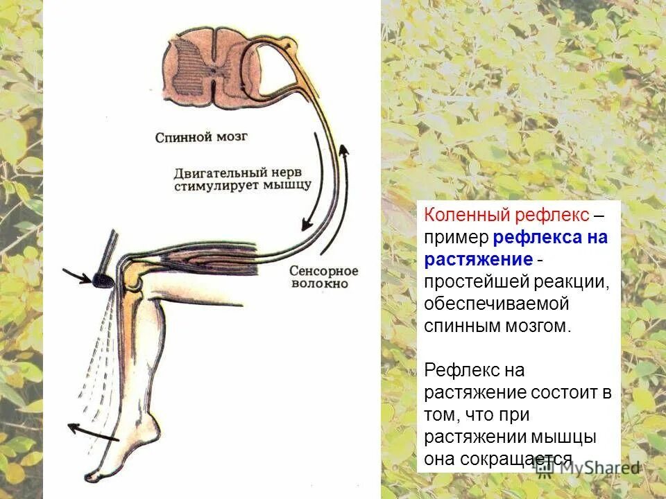 Пищевые рефлексы примеры