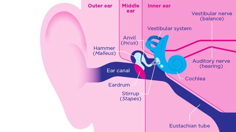 Hearing перевод