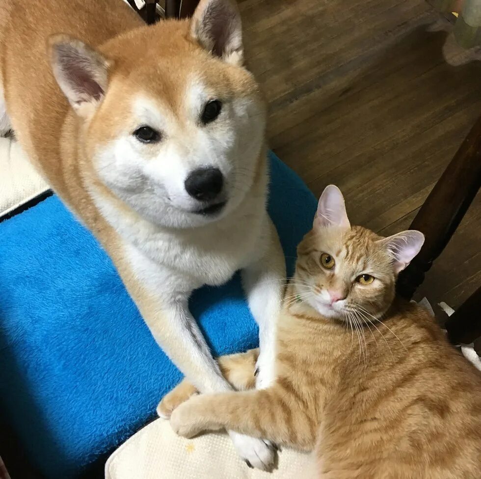 Сиба кошка