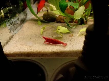 Исследование аквариумных рыбок