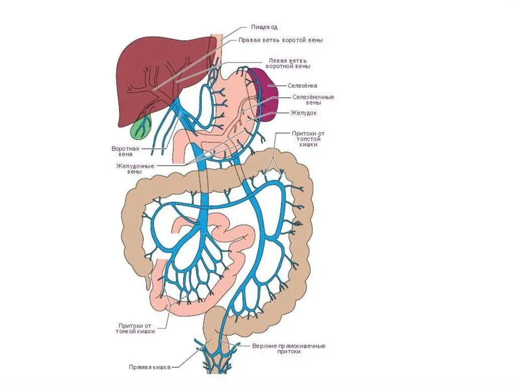 Система воротной вены анатомия. Система воротной вены анатомия схема. Синельников атлас воротная Вена. Правая желудочная вена