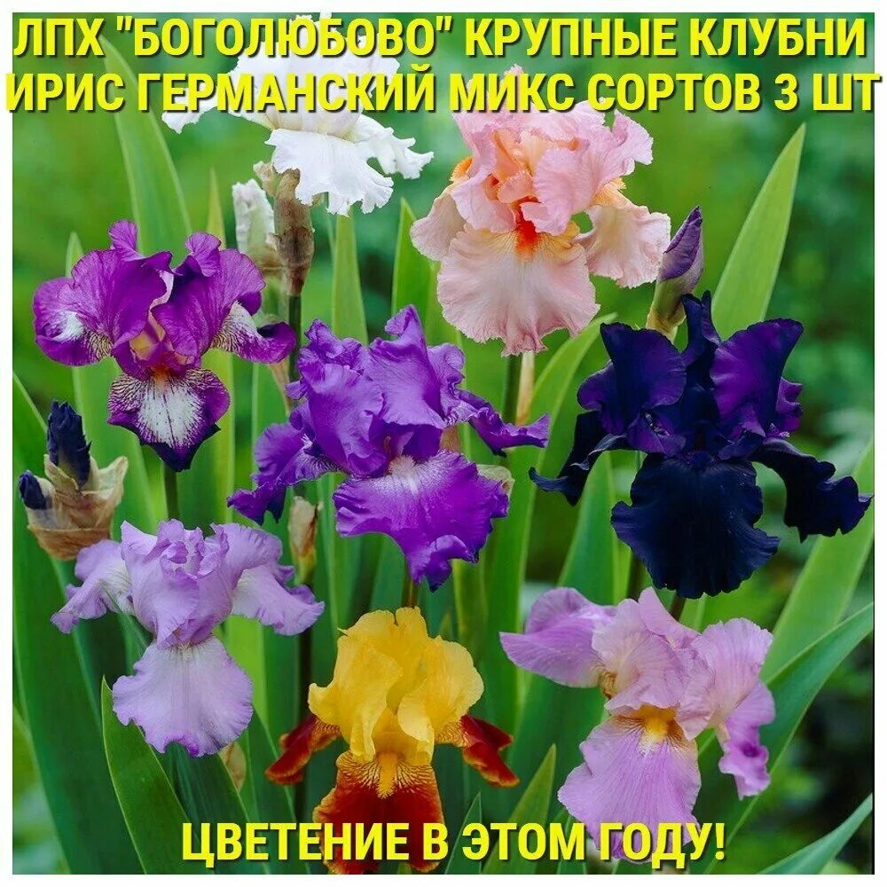 Цветы ирисы: описание разновидностей, как выглядит и какие бывают