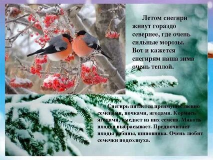 Как розовые яблоки на ветках снегири стихотворение