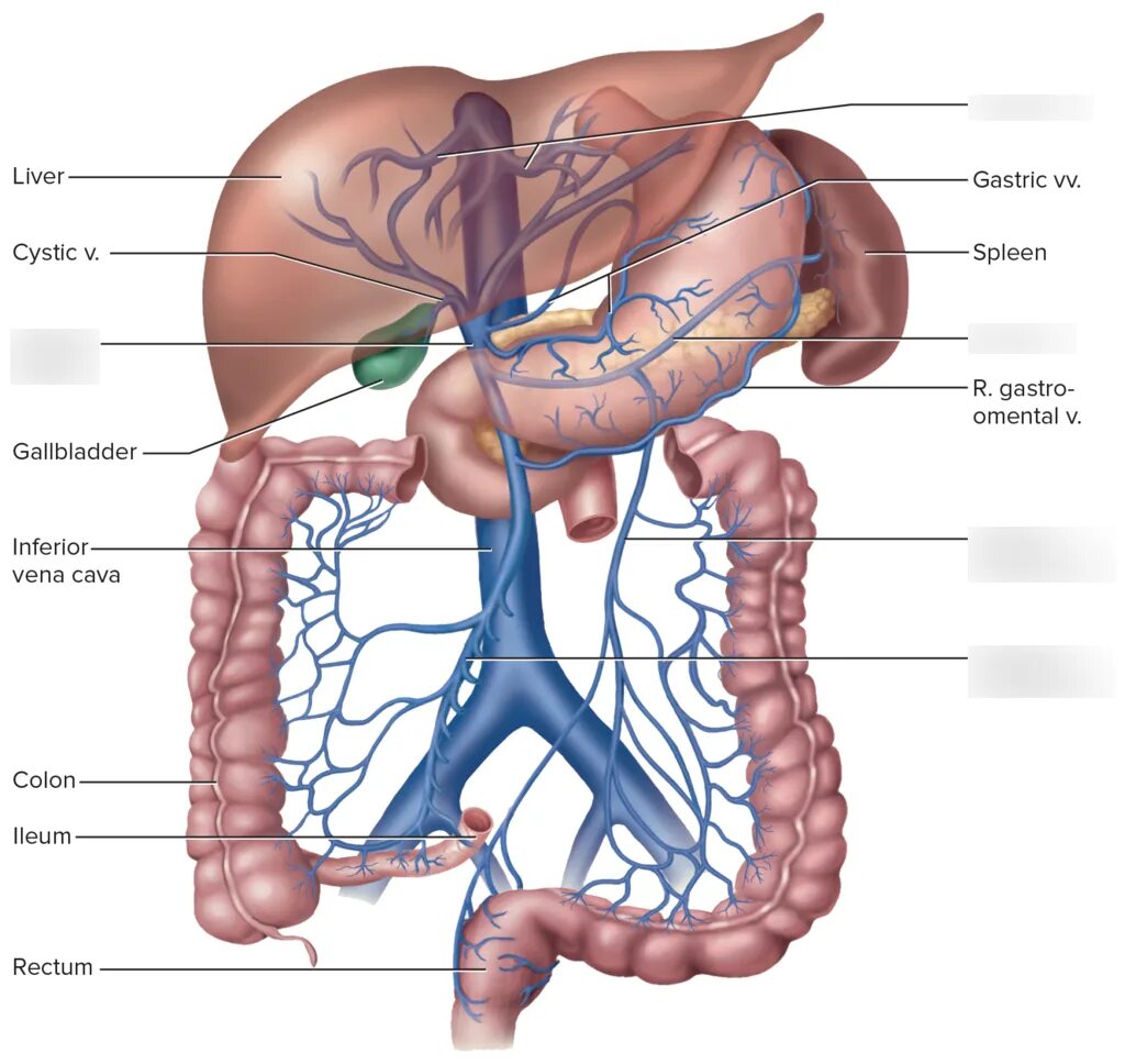 Кровообращение воротной вены. Воротная Вена печени анатомия. Система воротной вены анатомия. Система портальной вены анатомия. Портальная Вена анатомия печени.