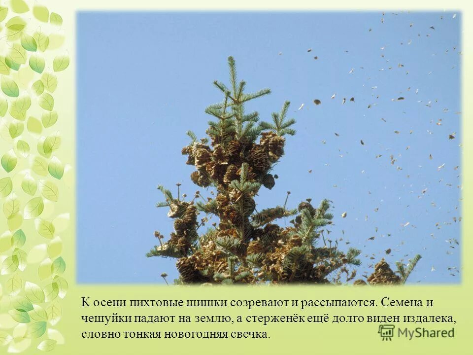 строение шишек голосеменных. семена голосеменных растений созревают. семена в шишках сосны созревают через. оплодотворение шишек сосны. размножение голосеменных шишки.