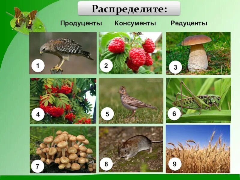 Редуценты 1 и 2. 1) продуценты 2) консументы 3) редуценты. продуценты консументы и редуценты это. продуценты консументы био. продуценты консументы редуцен.