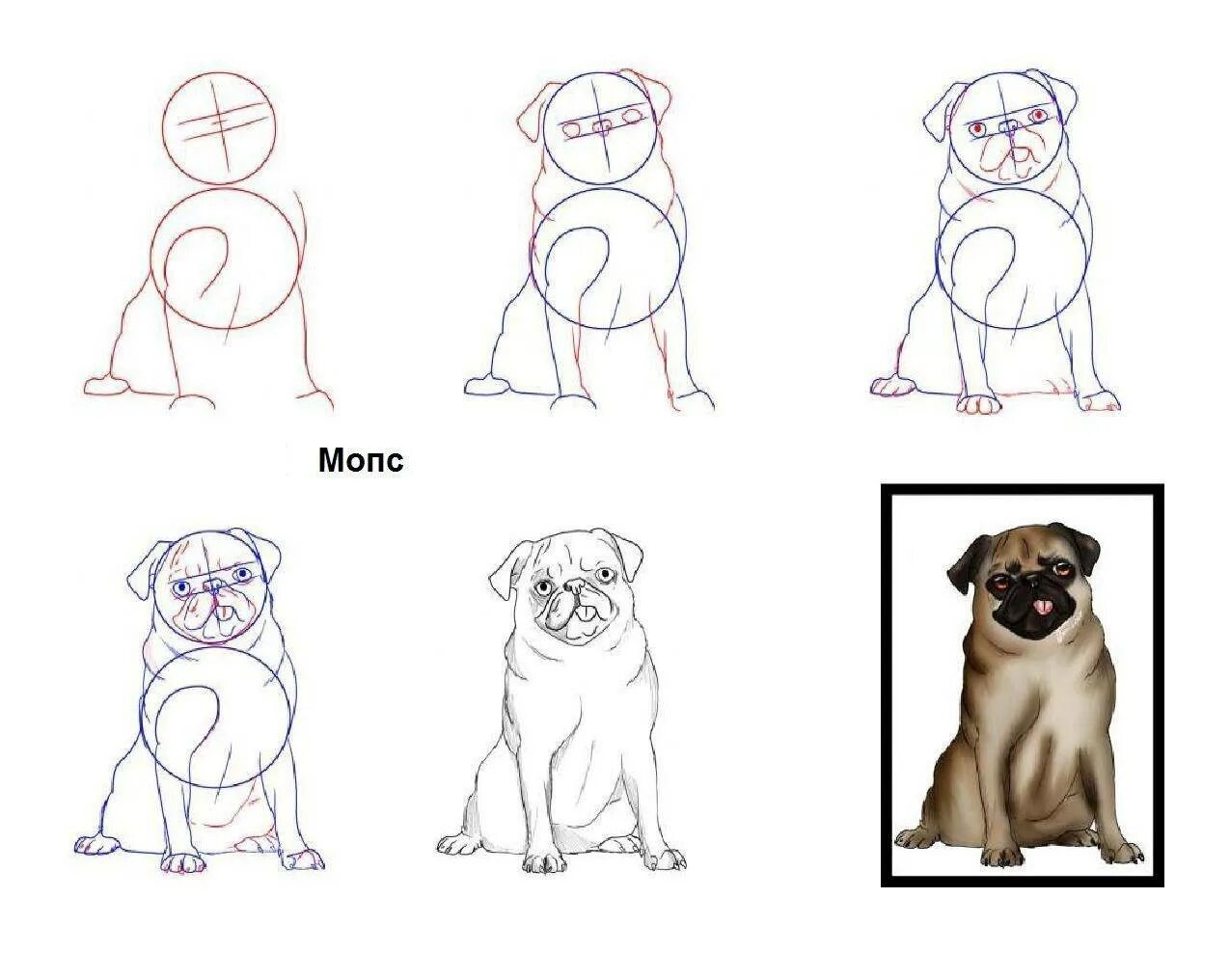 Быстро и легко нарисовать собаку. Поэтапное рисование собаки. Рисунки собак для срисовки лёгкие. Этапы рисования собаки. Пошаговое рисование собаки.