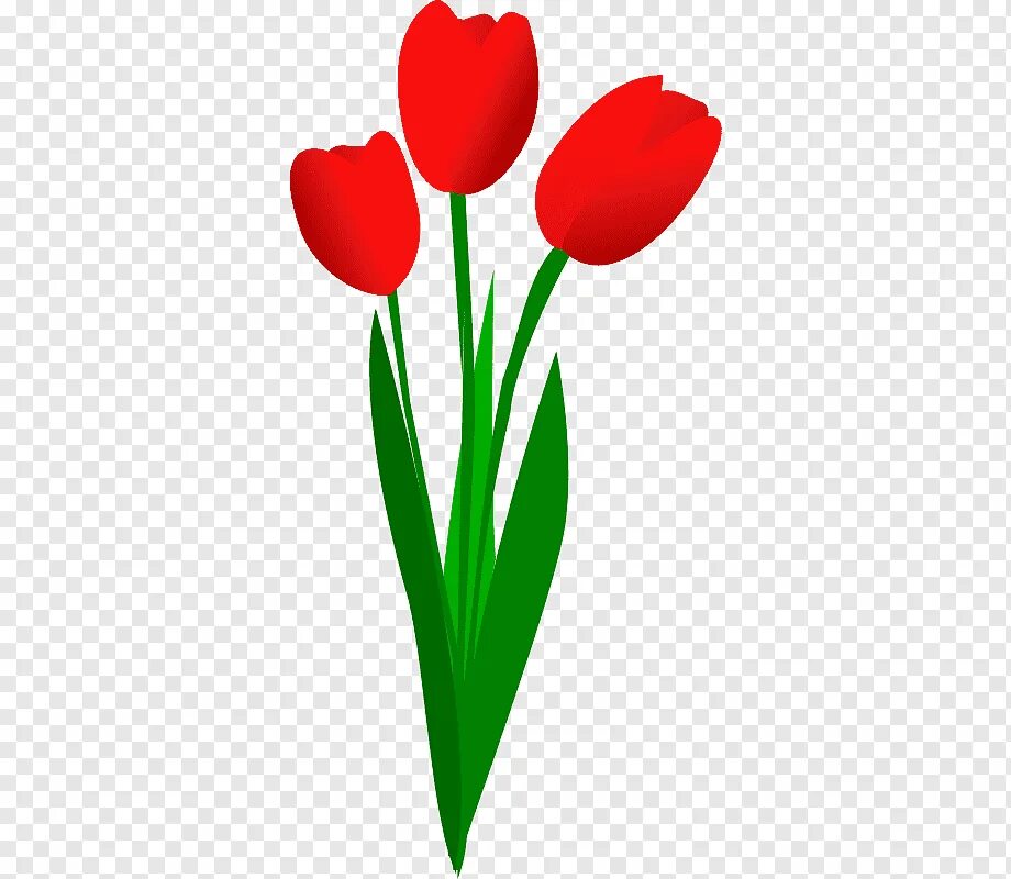 3 красных тюльпана. Тюльпан флэт. Тюльпаны мультяшные. Тюльпан мультяшный. Тюльпаны на прозрачном фоне.