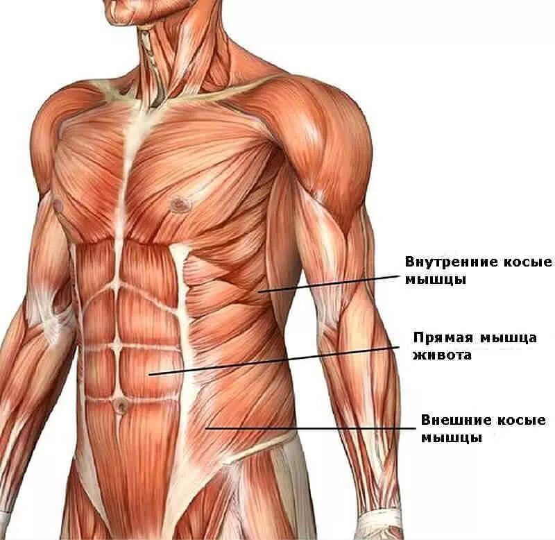 Мышцы пресса анатомия. Брюшной пресс мышцы анатомия. Мышцы живота анатомия. Мышцы пресса анатомия сбоку.