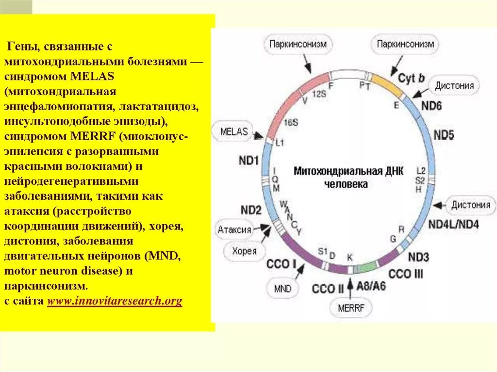Ген заболел. Митохондриальный геном. Митохондриальные генные болезни. Митохондриальная ДНК. Заболевания связанные с митохондриями.