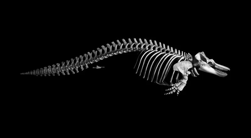 Эволюция скелетов животных. Скелеты животных. скелет кита. скелет касатки.