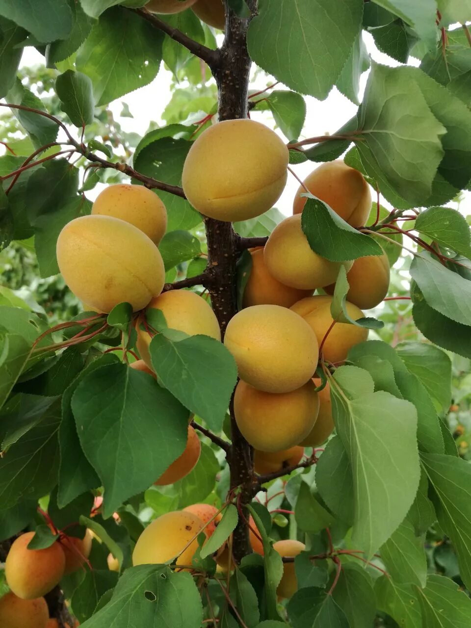 Сорта абрикосов краснощекий. Колоновидный абрикос краснощекий. Абрикос краснощекий дерево. Абрикос сорт сын краснощекого. Абрикос сорт краснощекий.
