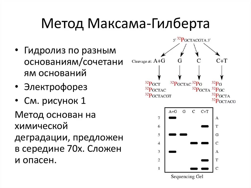 Метод секвенирования днк. Метод секвенирования максама-Гилберта. Секвенирование ДНК метод максама-Гилберта. Секвенирование по Сэнгеру и Максаму-Гилберту. Секвенирование ДНК по Максаму и Гилберту.