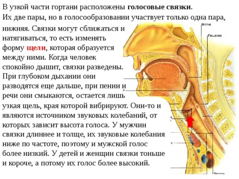 Вокальная часть. Голосовые связки расположены. Голосовая связка гортани. Носовые связки располагаются. Где находятся голосовые связки.