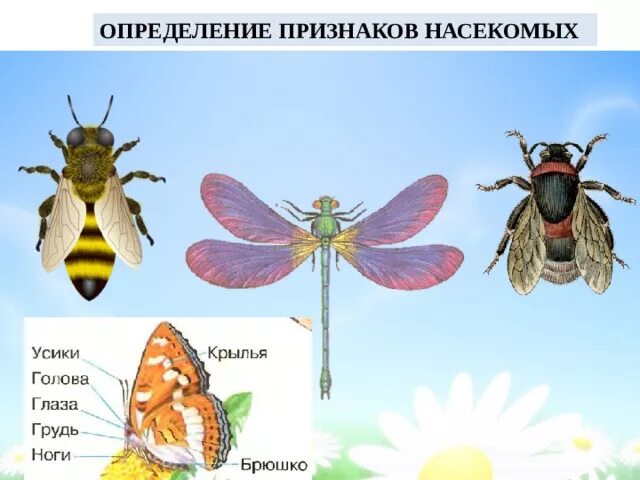 Насекомые их признаки. Признаки класса насекомые. Отличительные признаки насекомых. Отличительные признаки насекомых. Признаки насекомых.