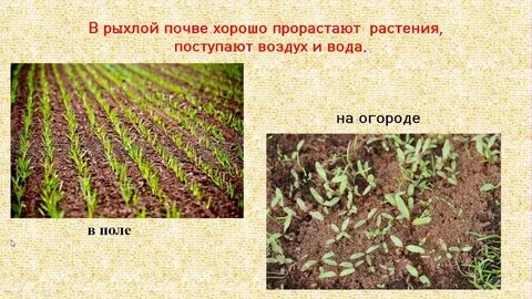 Обработка почвы почва и растения