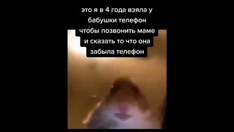 Хомяк из мема тик ток