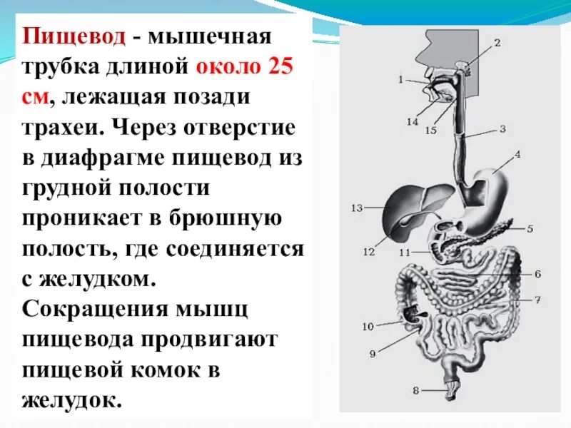 Пищевод в полости желудка. Пищевод это мышечная трубка. пищевод это трубка длиной. пищевод состоит из трех частей. функции пищевода человека.