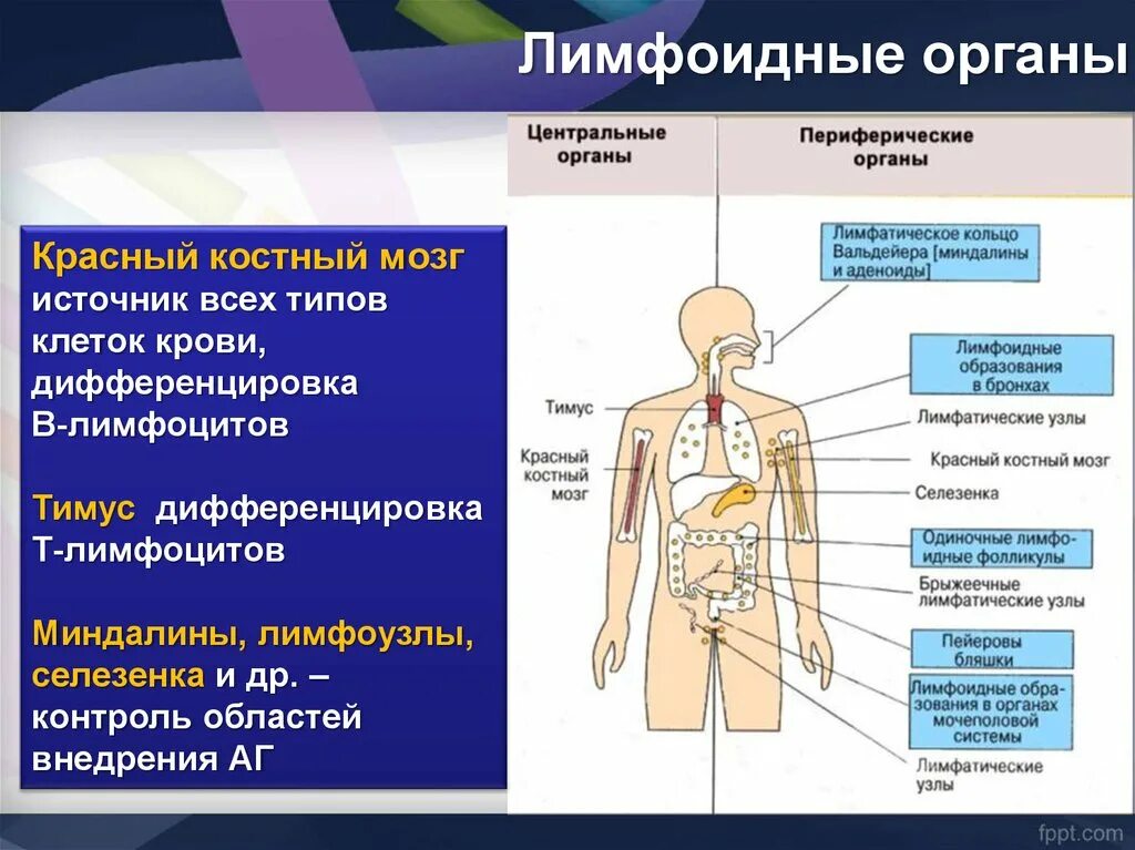 Лимфоидные образования функции. Лимфоидные органы иммунной системы. Центральные и периферические лимфоидные органы. Иммунная система человека анатомия. Иммунный центр