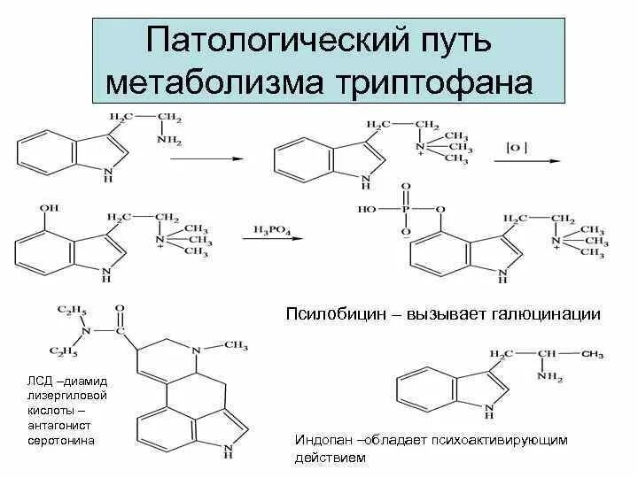 Триптофан функции. Кинурениновый путь триптофана биохимия. триптофан формула биохимия. синтез серотонина биохимия. триптофан строение.