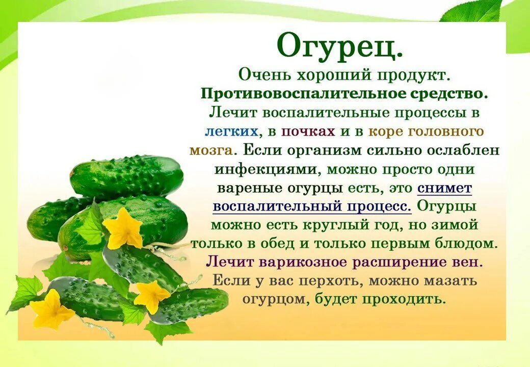 Огурец с греческого. Огурец для дошкольников.