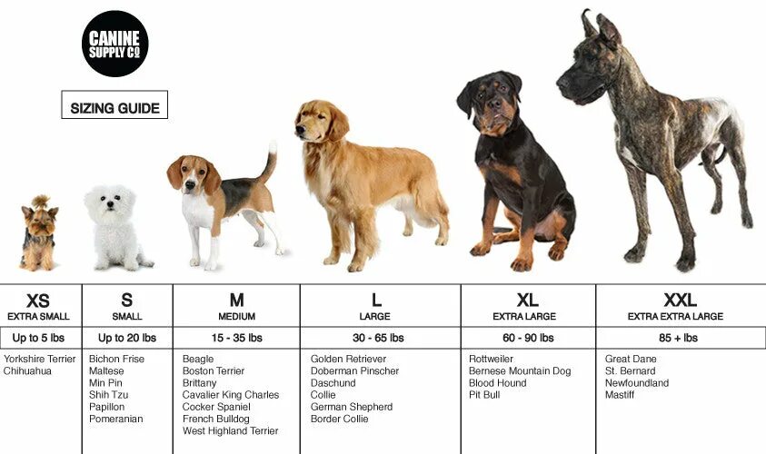Параметры собак средних пород. Таблица размеров щенков средних пород. Собаки мелких пород весовая категория. Таблица мелких средних и крупных собак.