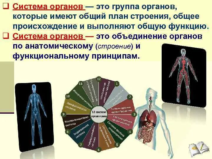 Список систем организма. Системы органов. орган. группы систем организма. органы и системы органов.