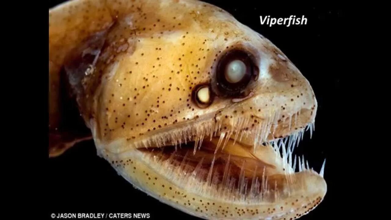 Страшные рыбы в океане. Страшные обитатели океана. Самые страшные рыбы в океане.